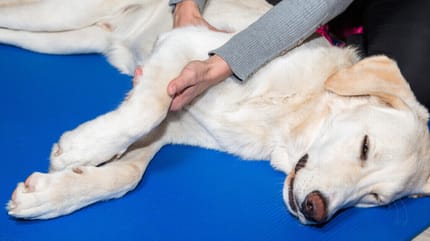 Ein weißer Hund liegt, eine Frau hat ihre Hände auf ihm
