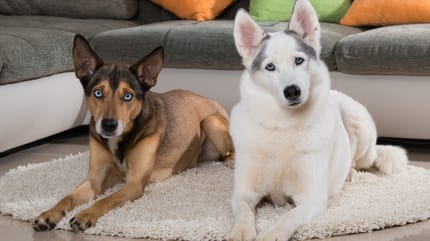 dos perros en el salon de una casa