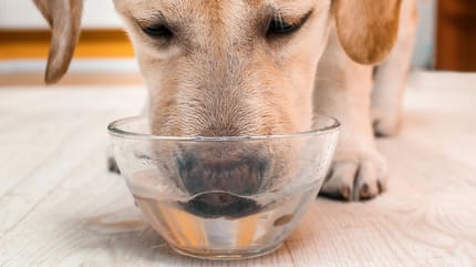 Hund trinkt sehr viel Gründe für sehr viel Durst