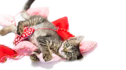 gato jugando con juguetes