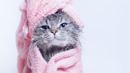 cada cuanto hay que bañar a un gato
