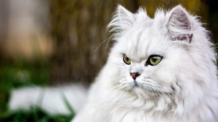 gato persa blanco