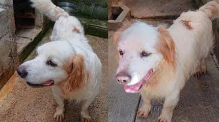 Vorher/Nachher-Bild von weiß-braunem Hund
