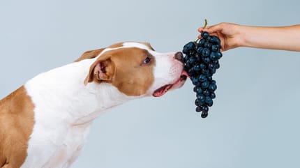 los perros pueden comer uvas