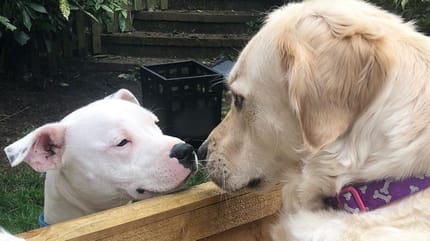 Golden Retriever schnuppert an weißem Hund