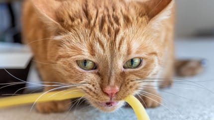 Pica-Syndrom: Katze frisst Plastik, Wolle und Co.