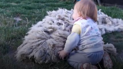 Weißer Hund und Baby auf Wiese