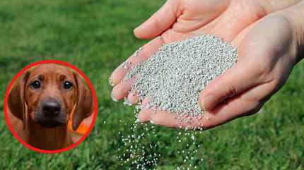 Ist Rasendnger fr den Hund giftig?