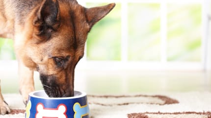 pastor aleman comiendo pienso