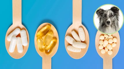 Ergänzungsfutter für Hunde