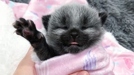 Graues Katzenbaby mit Milchfläschchen