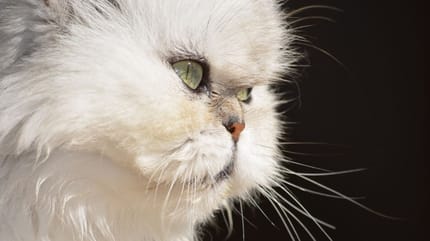 gatto-Persiano-con-policistosi-epatica