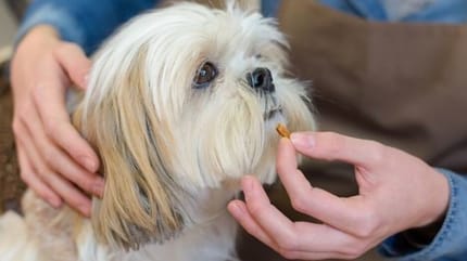 kleiner weißer Hund bekommt Leckerchen