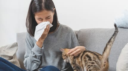 alergia na kota