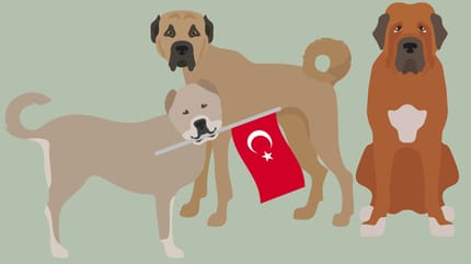 Karikaturen van Turkse hondenrassen