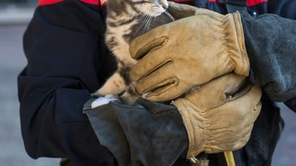 Feuerwehrmann mit Katze in der Hand