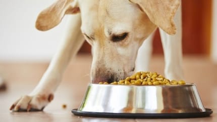 cambiar dieta perro comiendo bol