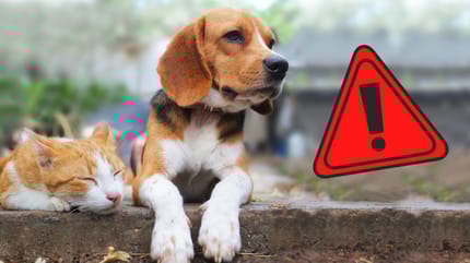 cane con simbolo di attenzione