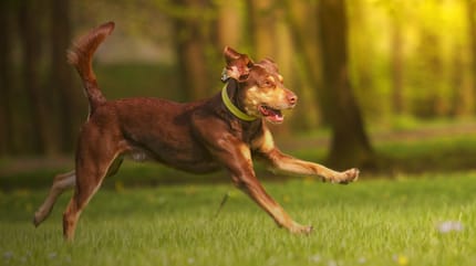Beim Hund Gelenke stärken: Hund springt durchs Gras