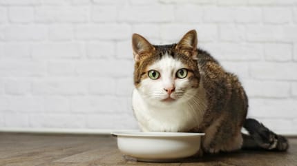 Alte Katze frisst nicht mehr