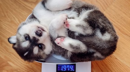 husky-cane-obeso-su-bilancia