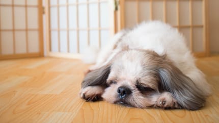 Zapalenie żołądka u psa – przyczyny, objawy i leczenie