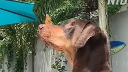 Butterfly sitting on dog's nose