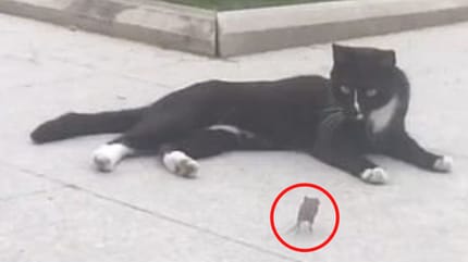 Maus rennt auf Katze vor