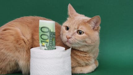 Orange Katze blickt auf Hundert-Euro-Schein