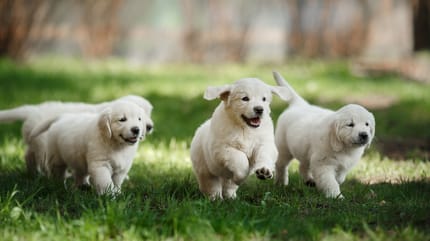 How to socialise a puppy: Golden labradors puppies
