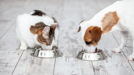 alimentos de prescipcion para perros y gatos