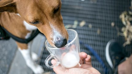 Hund trinkt Milch
