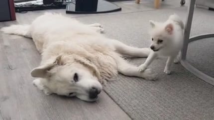 perro golden blanco y pomerania blanco juegan en el suelo