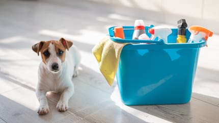 perro junto a un desinfectante para perros