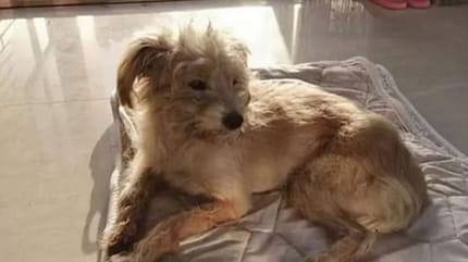 Beigefarbener Hund liegt auf Decke