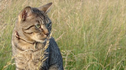 Gatto guarda graminacee