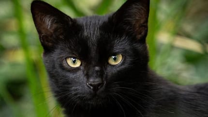 Black cat