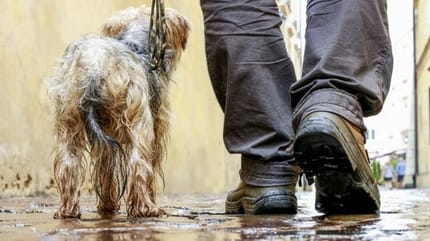 mi perro no quiere salir cuando llueve