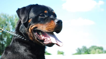 Rottweiler