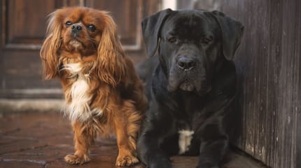 razze europee del cavalier king charles spaniel e cane corso