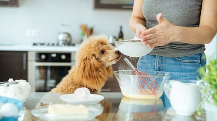 Woman with Poodle in the kitchen