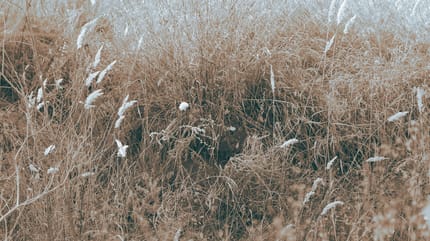 Kucająca kobieta ratująca psy porzucone w zaroślach.