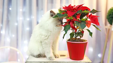 Witte kat ruikt aan een kerstplant