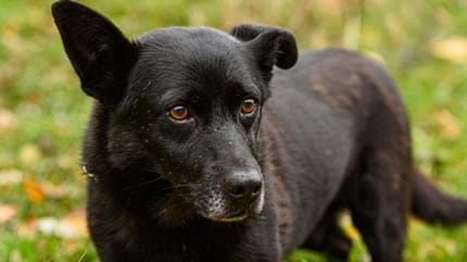 Gdynia. Niewidomy kundelek Gary przeszedł 30 km, by wrócić do ukochanej opiekunki
