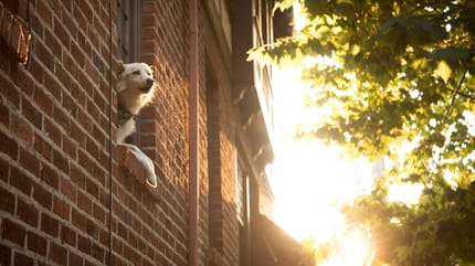cane-affacciato-al-balcone