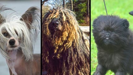 tre razze di cani particolari
