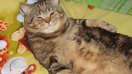 gato esterilizado gordo