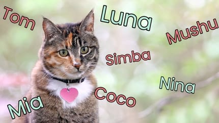como escoger el nombre de mi gato
