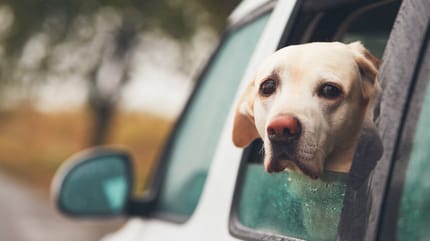perro muy nervioso en el coche