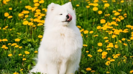 samoyedo razas de perros blancos